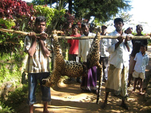 Leopard gefangen