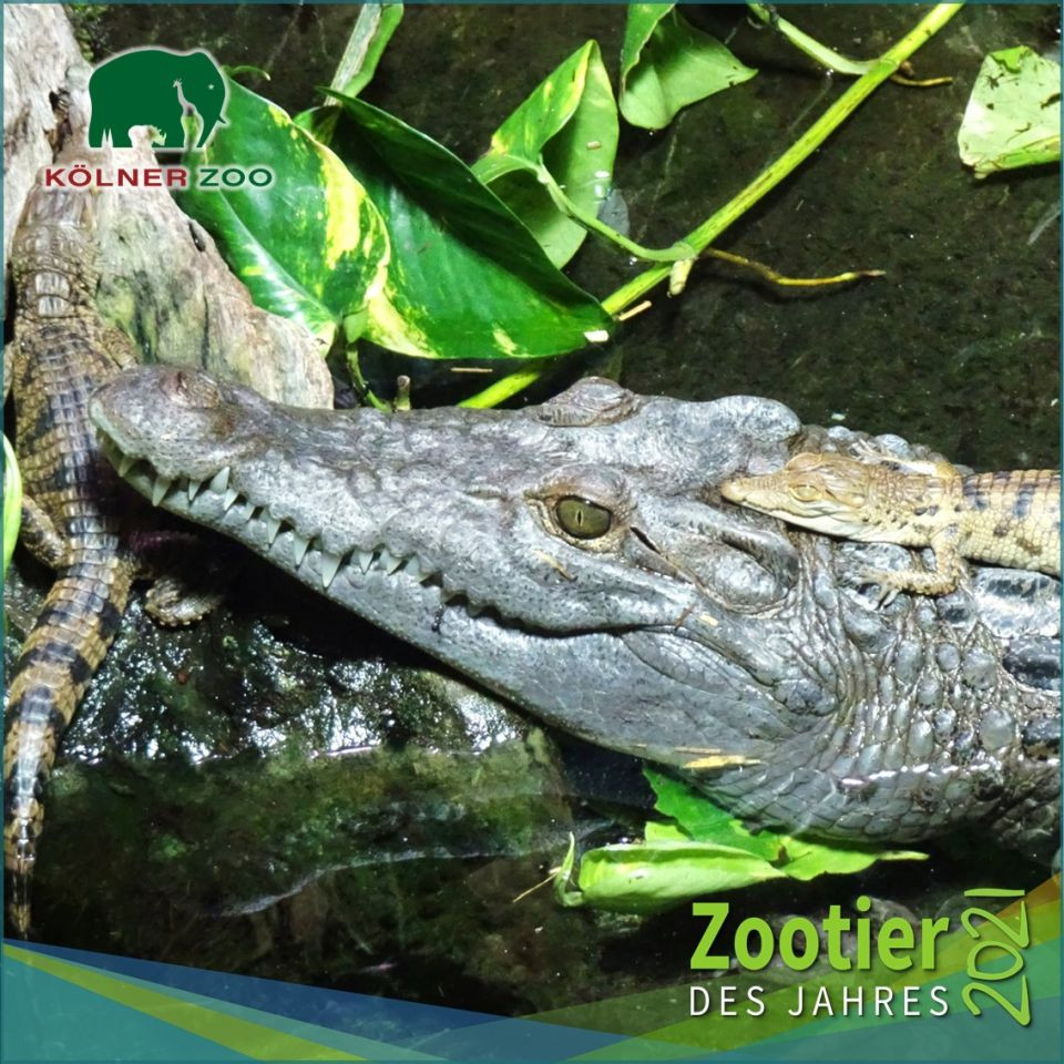 Erneut Naturbrut bei den vom Aussterben bedrohten Philippinenkrokodilen im Kölner Zoo gelungen