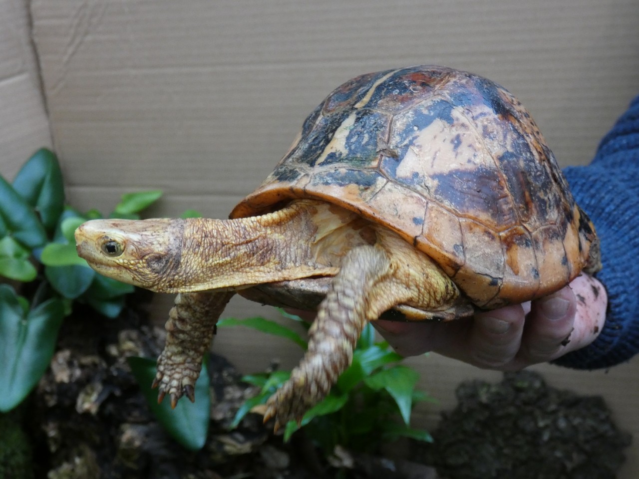 Scharnierschildkröte - Zootier des Jahres 2018